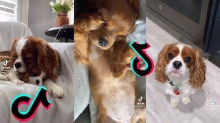  Cutest Cavalier King Charles Spaniel Dog  Funny and Cute Cavalier Puppies and Dogs Videos