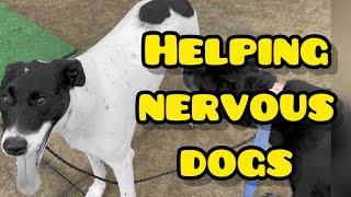 Helping nervous dogs #dog #dogtraining