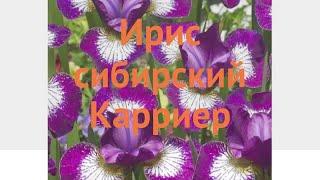 Ирис сибирский Карриер (iris sibirica)  Карриер обзор: как сажать, саженцы, луковицы ириса Карриер