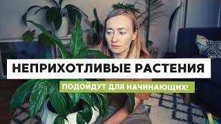 НЕПРИХОТЛИВЫЕ РАСТЕНИЯ • ПОДОЙДУТ ДЛЯ НОВИЧКОВ