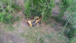 Thinning of pine trees south GA