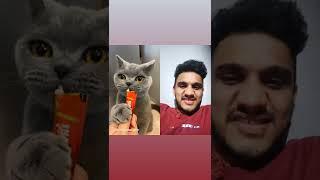 Cat eating chocolate #shorts #youtubeshorts #shortvideo