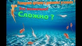 Разведение артемии в домашних условиях ? Сложно ?