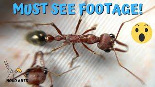 Myrmecia brevinoda bull ants - Ant Colony update!