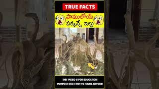 Snake family living beside house #factsintelugu అమ్మో పాములు #amazingfacts #truefacts #shorts
