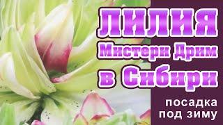 Как посадить лилию под зиму. Лилия Мистери Дрим