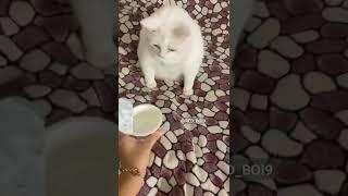 White Cat throwing up meme | Red Boi #shorts #memes