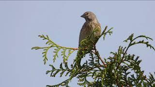 Makolągwa / Linnet / Carduelis cannabina