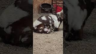 We got Dreamer into the Barn to Kid!!#goat #boergoats #goatlife #goatineveryday