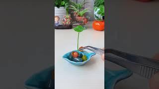#Home Gardening The lotus leaf #balconyPlanting #LoveLifeLoveGrowingFlowers# copper money grass