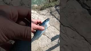 26.03.2023 Рыбалка на СЫРДАРЬЕ . Sirdaryoda baliq ovi #рыбалканасырдарье #fishing #catching_fish