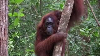 Scientists observe wild orangutan using a medicinal plant to treat a wound