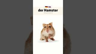 #Deutschlernen, #DeutschPrüfung, and #GoetheZertifikat.