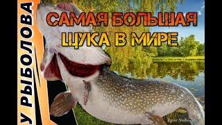 Самая большая Щука в мире. Рекорды мира 75 кг.