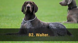  TOP 100 BEST Dog Names For Male – Dog Name Ideas 2021!