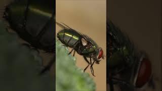 Secrets of Flies | Why Is It So Hard to Catch Them  #animal #flies #insects