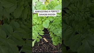 Growing daikon radish will help loosen your soil. #daikon #radish #growyourowndaikon