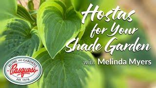 Hostas for your Shade Garden