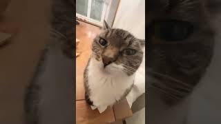 Kiss Kiss Cat - st14