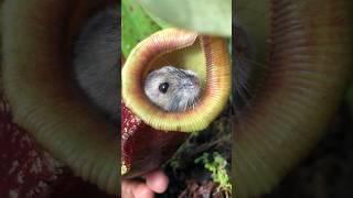 Saving a Hamster From a meat eating Plant ️ #nepenthes #carnivorousplants