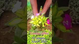 Part II Combo offer 10 plants #importexportchina #sale #fyp