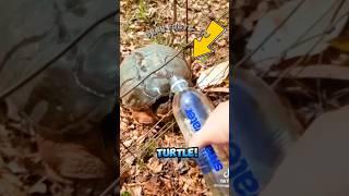 Be careful, turtles can get angry just because of water‼️#turtle #animals #shorts