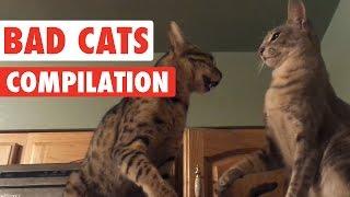 Bad Cats Video Compilation 2016