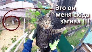 Тренинг Гека – опять учу котика спускаться с высоты самостоятельно / Rescuing a cat and training