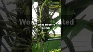 wood mounted orchids #garden #orchid #plants #orchids #orchidboutique@geethasanil9912