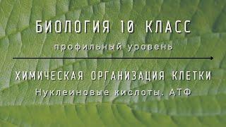 Биология 10 кл Проф уровень $11 Нуклеиновые кислоты. АТФ