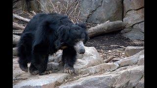 The Honey Lovers - Learn about SLOTH BEARS