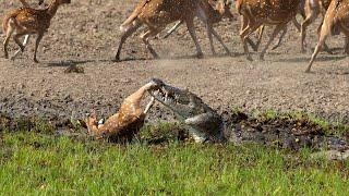 Crocodile Attack at the Watering Hole | Planet Earth III | BBC Earth