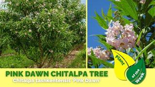 PINK DAWN CHITALPA TREE | Chitalpa tashkentensis 'Pink Dawn'