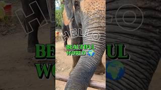 HELLO BEAUTIFUL WORLD  #beautiful #viral #elephant