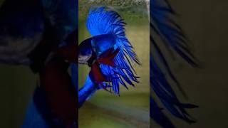 bettafish