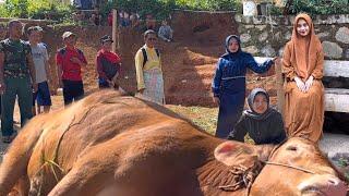 MASYA ALLAH !! QURBAN SAPI MILIK HAMBA ALLAH SINGAPURA DI KAMPUNG RAHMAT CHANNEL BERLANGSUNG MERIAH