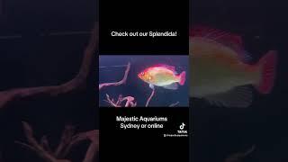 Majestic Aquariums online