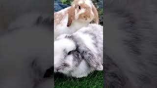 Holland Lop rabbit #reels #pets #rgexoticpethouse #01671901995