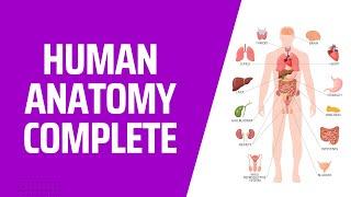 COMPLETE Human Anatomy in 1 Hour! A to Z 3D Human Body Organ Systems