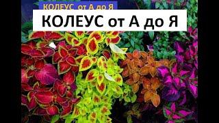 Колеус от А до Я