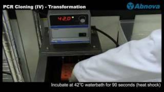 PCR Cloning (IV) - Transformation