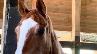 "Be the Change: How You Can Help Our Horse Retirement Home!"