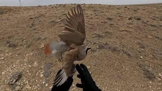 TAŞI KEKLİĞİN ÜZERİNE ATMIŞIM. SETTER FERMA. KEKLİK VE ÖRDEK AVI. PARTRIDGE DUCK HUNT. CHUKAR HUNT