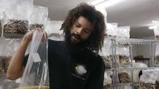 Producing Grain Spawn for Mycelium Inoculation | Southwest Mushrooms