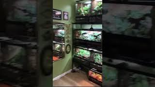 mini reptile room tour!