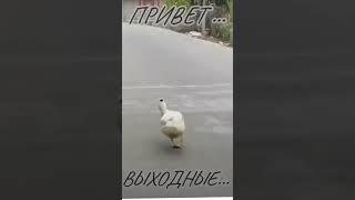 У кого также ?