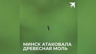 Минск атаковала древесная моль