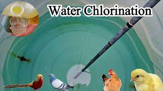 Water Chlorination | Chicken Water Disinfection | Dr. ARSHAD