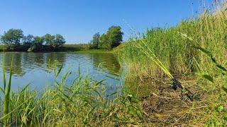 In the drying pond - CARP, CRUCIAN carp!!!! Fishing for float and fider