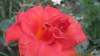 ЛИЛЕЙНИК В САДУ -  ВЫРАЩИВАНИЕ, УХОД, РАЗМНОЖЕНИЕ, БОЛЕЗНИ / Daylily in the garden